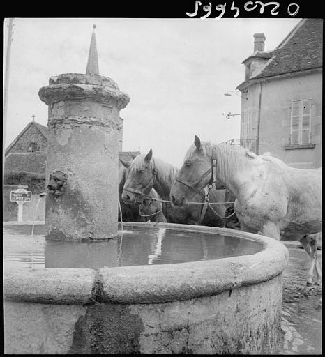 Chevaux à la fontaine, clocher de l'église au loin