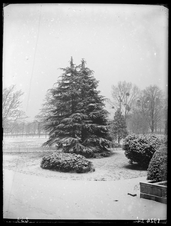 Sapins sous la neige