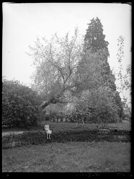 Arbre en fleur, grand sapin et Jeannette