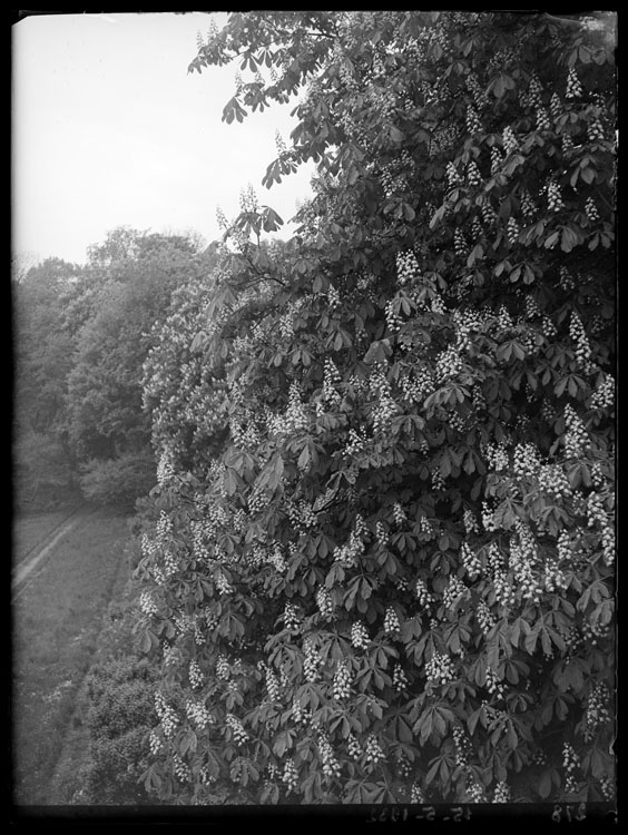 Marronniers en fleurs ; Deuxième terrasse