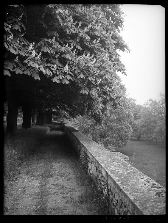 Allée des marronniers en fleurs du bord de la deuxième terrasse