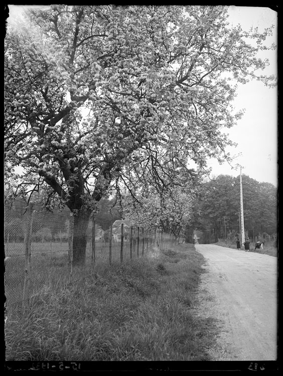 Pommiers en fleurs à la ferme de Villebon