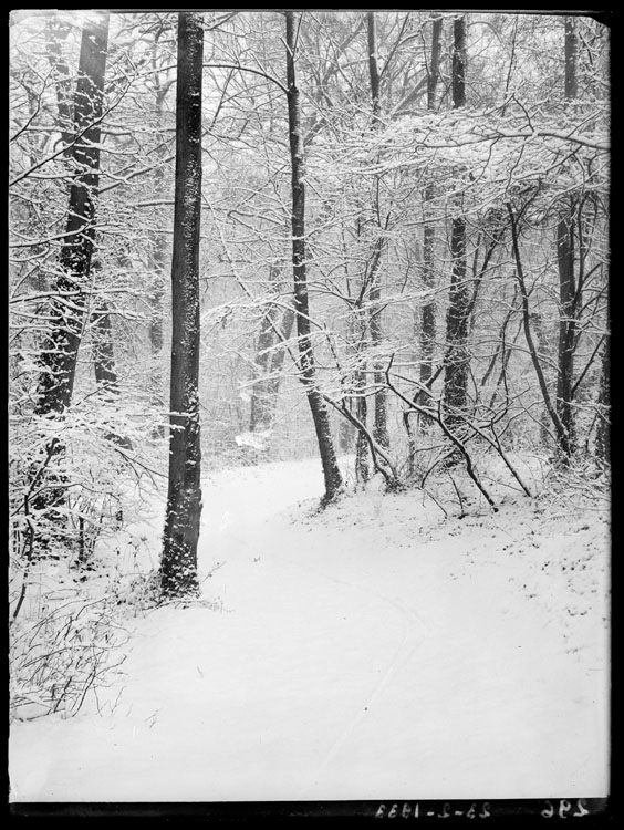 Neige : allée dans le bois contre le mur de l’observatoire