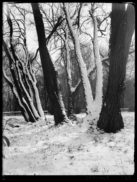 Arbres à proximité de la chapelle de l’observatoire