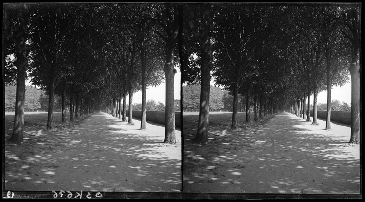 Terrasse de l’observatoire : Allée d’arbres