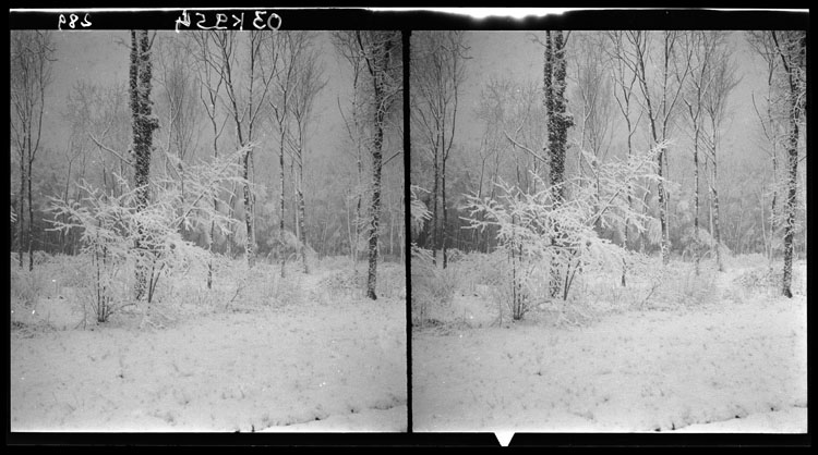 Arbustes sous la neige