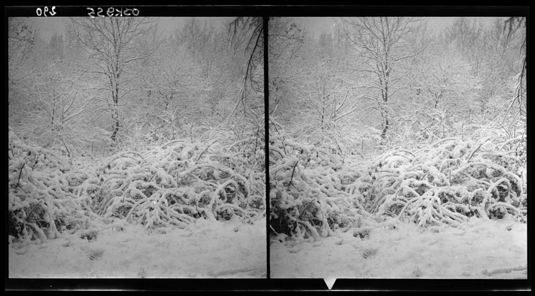 Ronces sous la neige