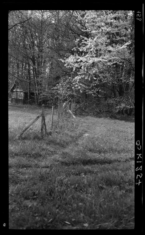 Merisier en fleurs dans le parc