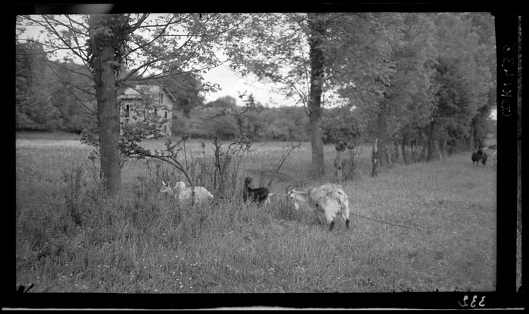 Chèvres paissant au bord de la Bièvre