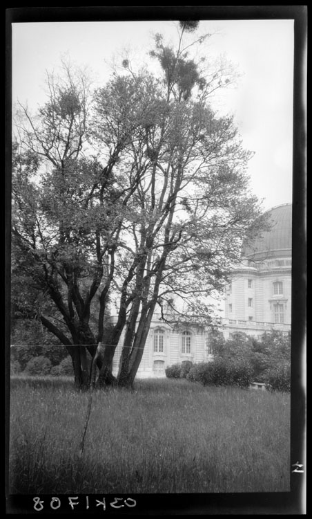 Arbre en bordure de l’observatoire