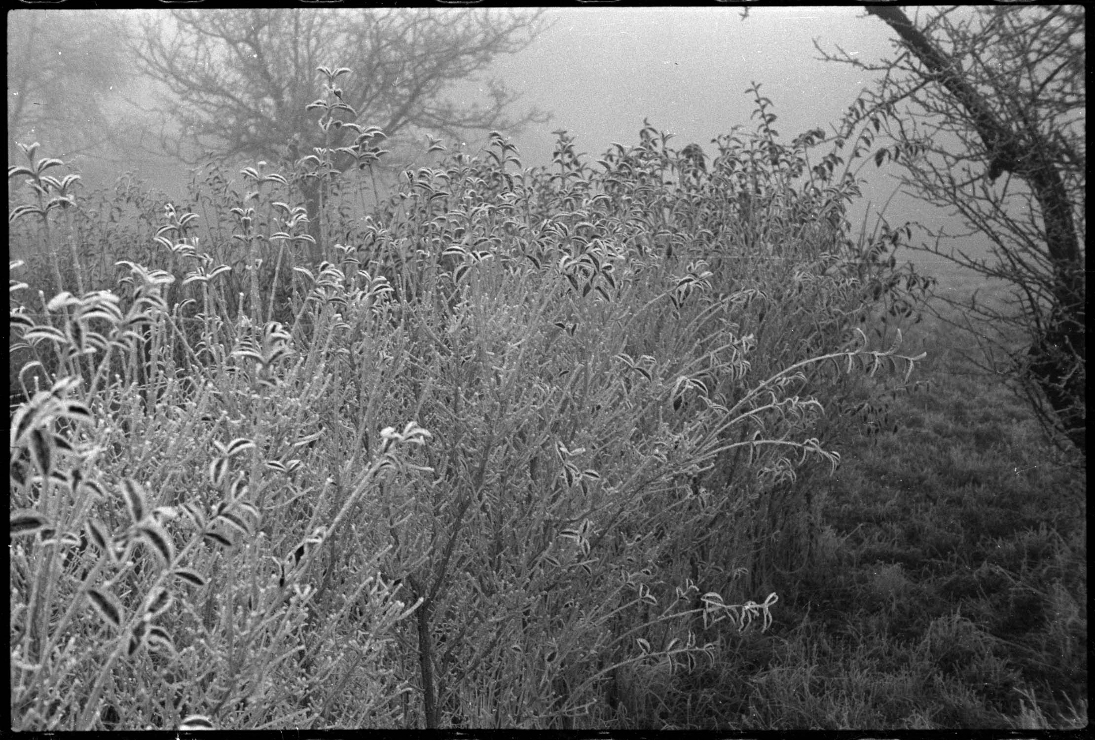 Givre et brouillard : troènes de la deuxième terrasse