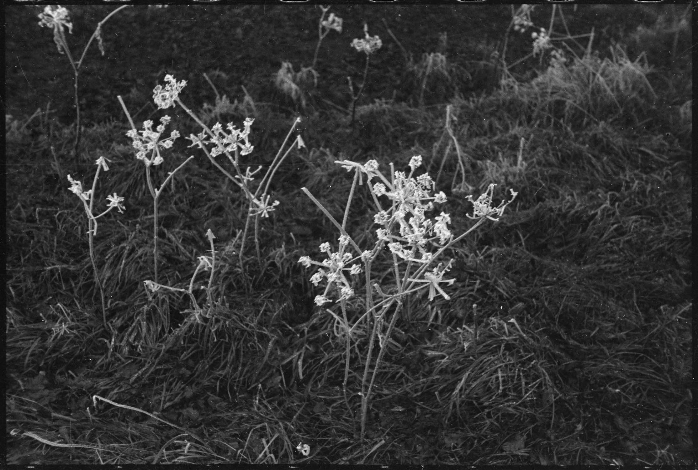 Givre et brouillard : angéliques