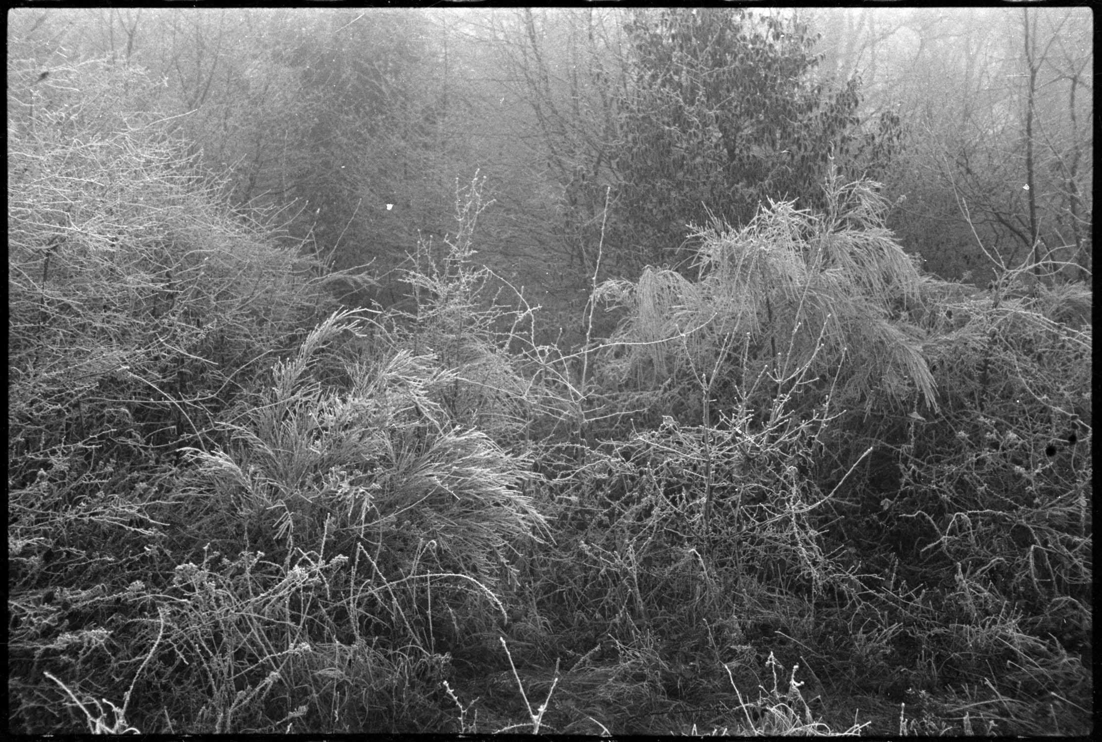 Givre et brouillard : buissons du jardin d’été