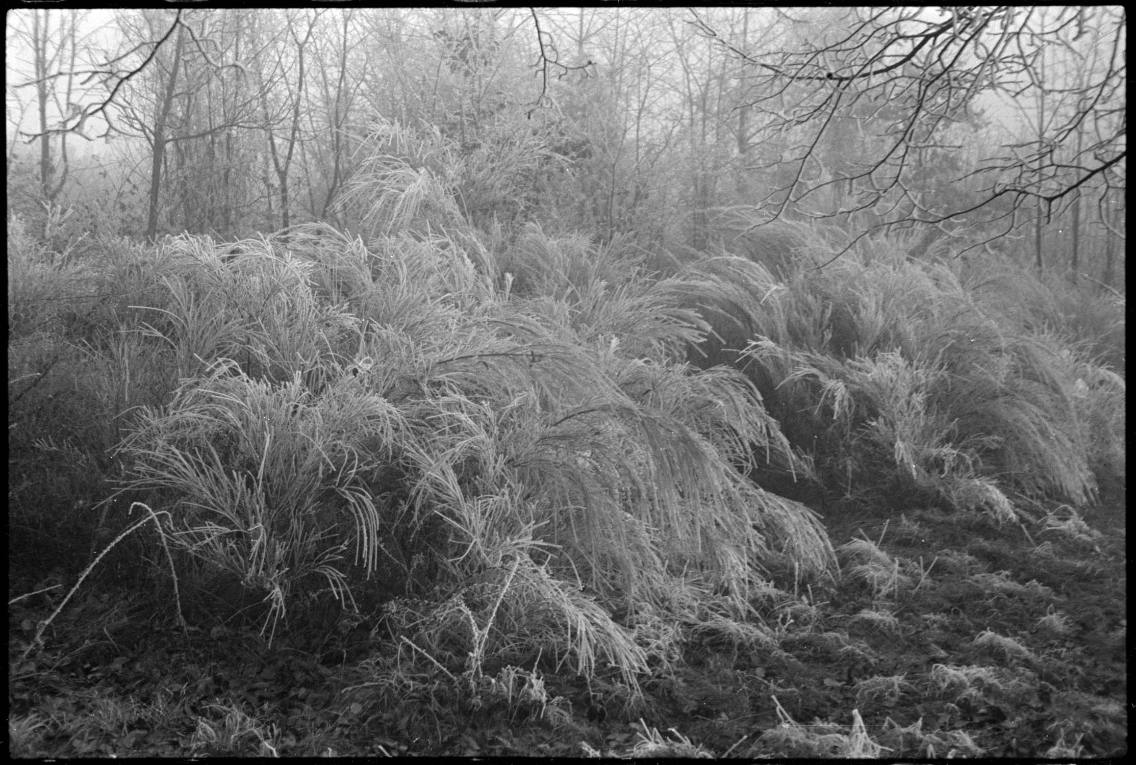 Givre et brouillard : genêts