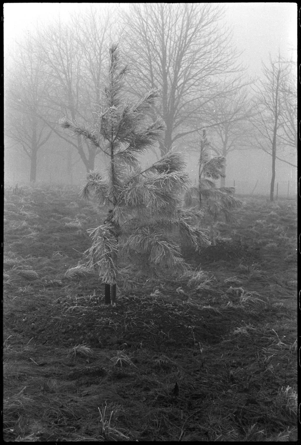 Givre et brouillard : petits sapins