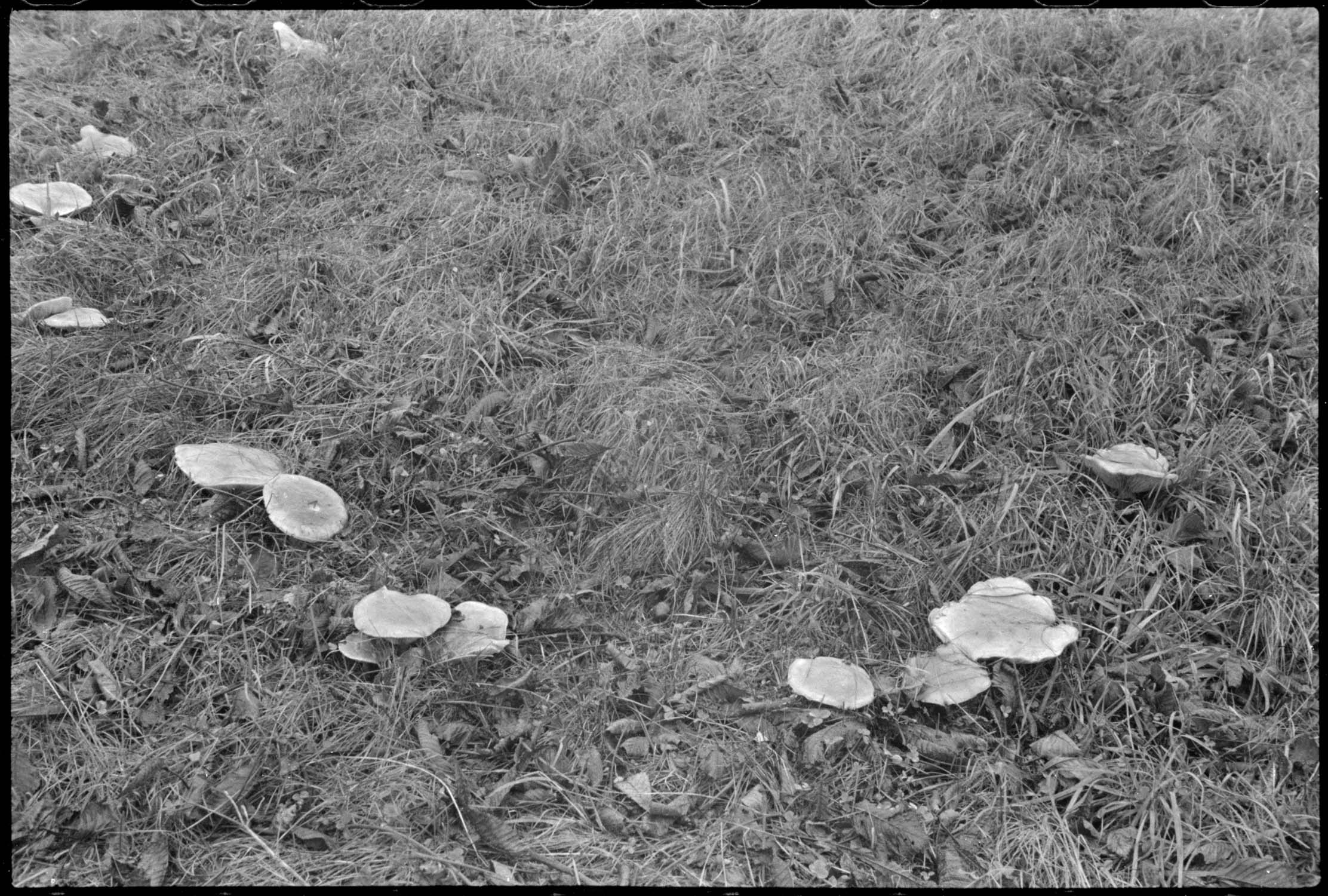 Deuxième terrasse : champignons