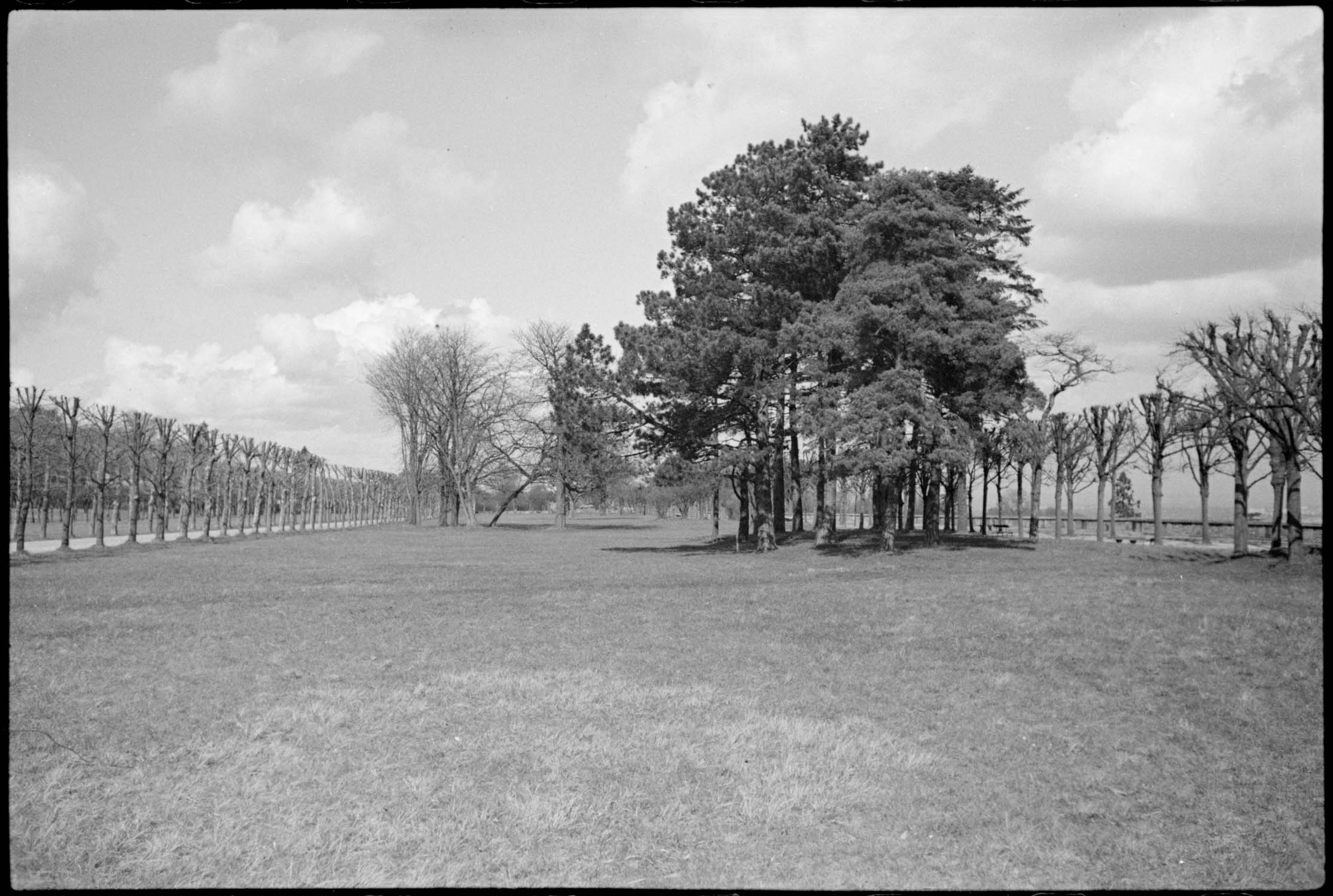 Première terrasse de l’observatoire : sapins et arbres nus