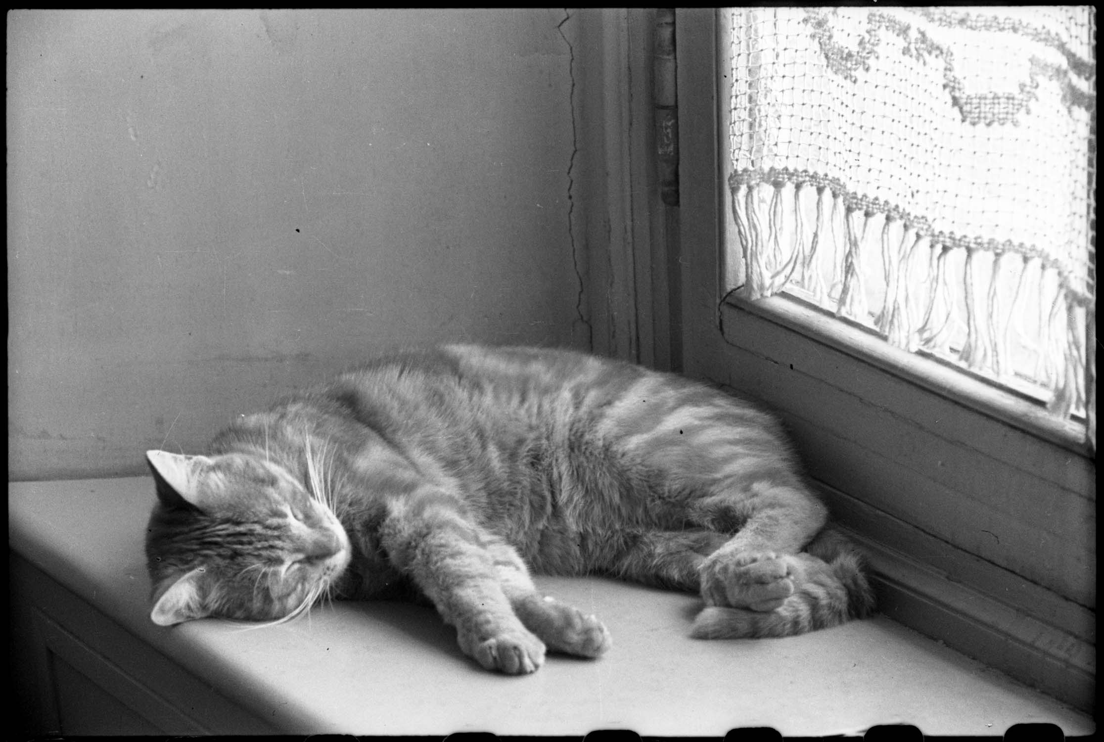 Intérieur familial : chat dormant sur le radiateur