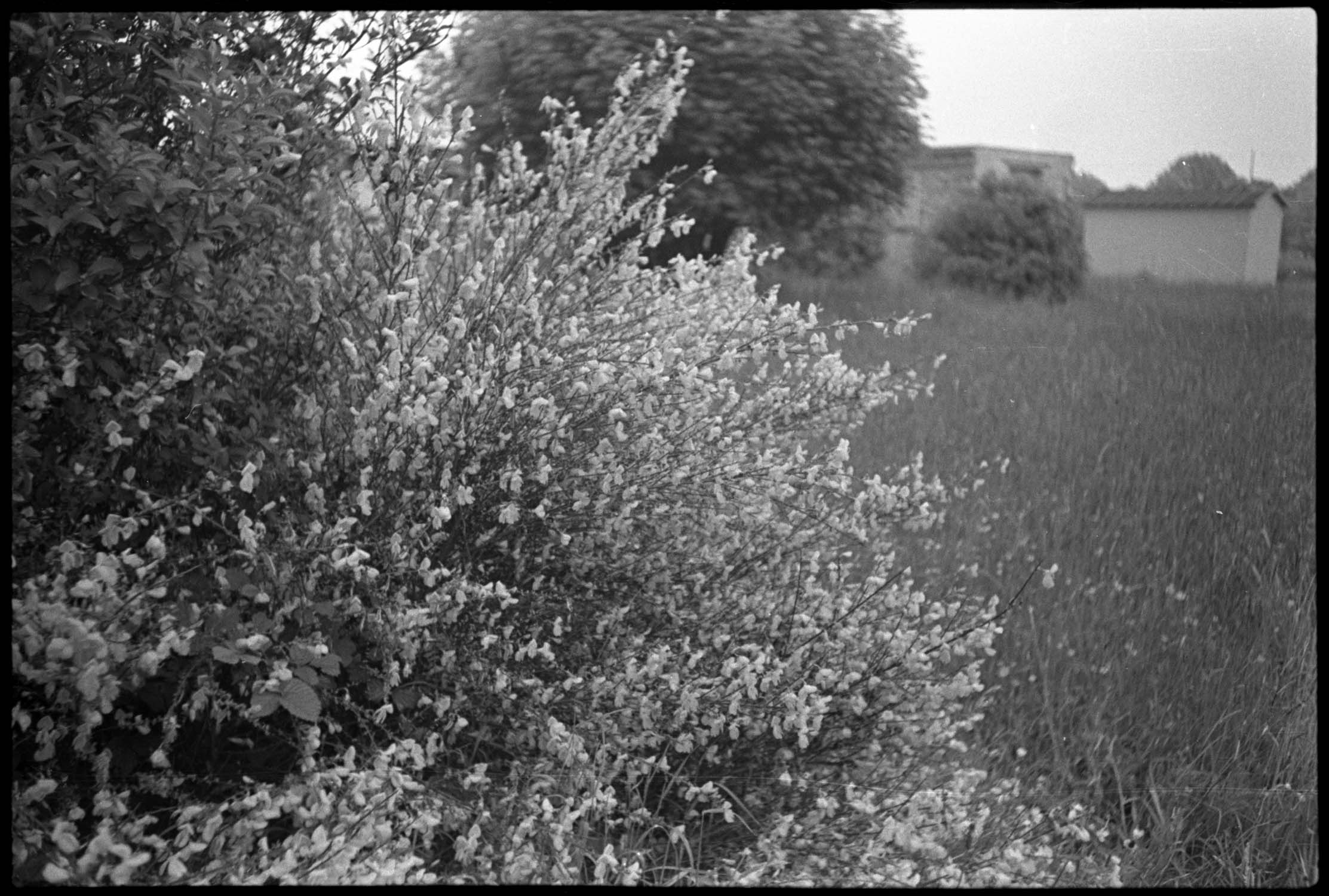 Genêts en fleurs