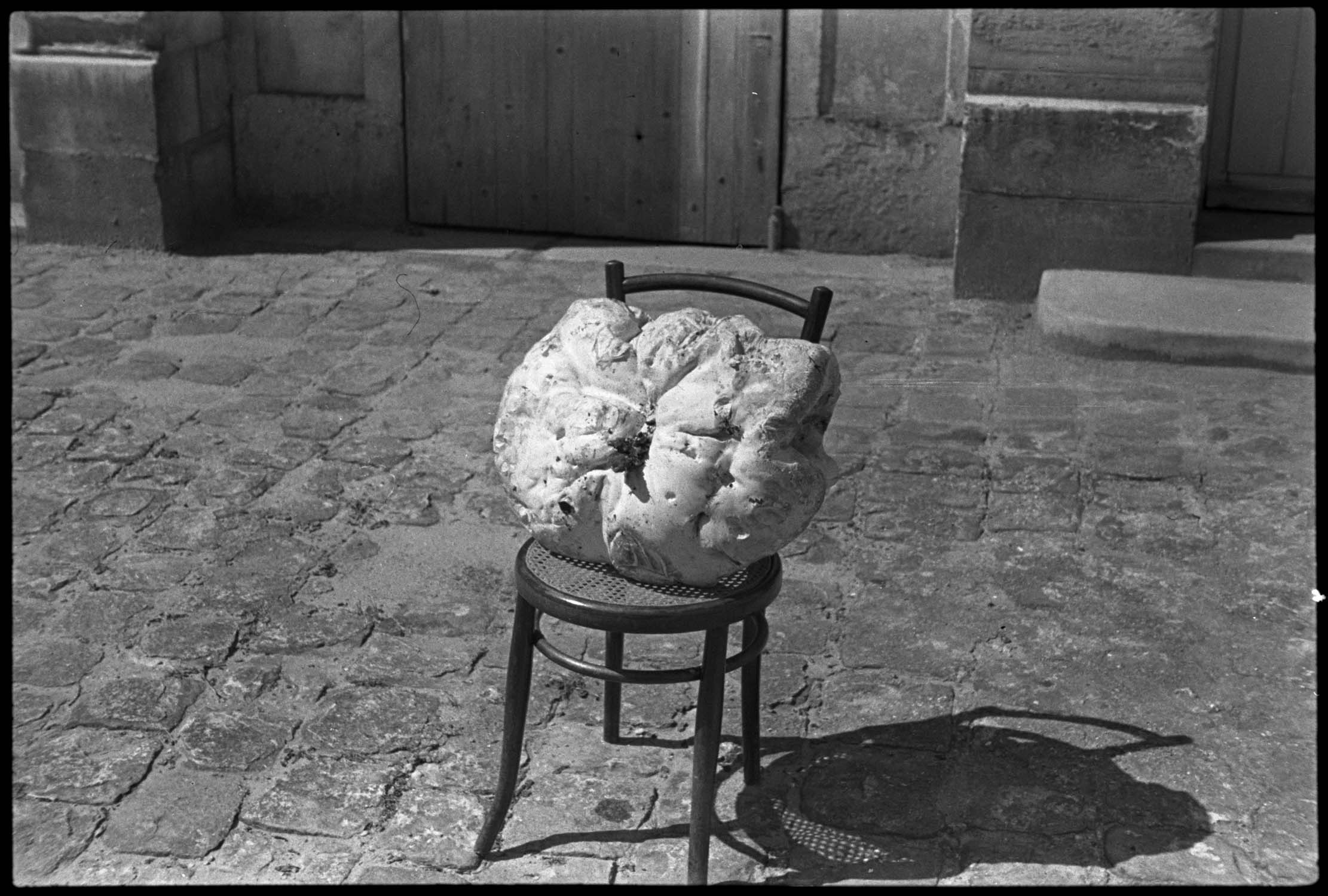 Tête de mort (champignon) gigantesque