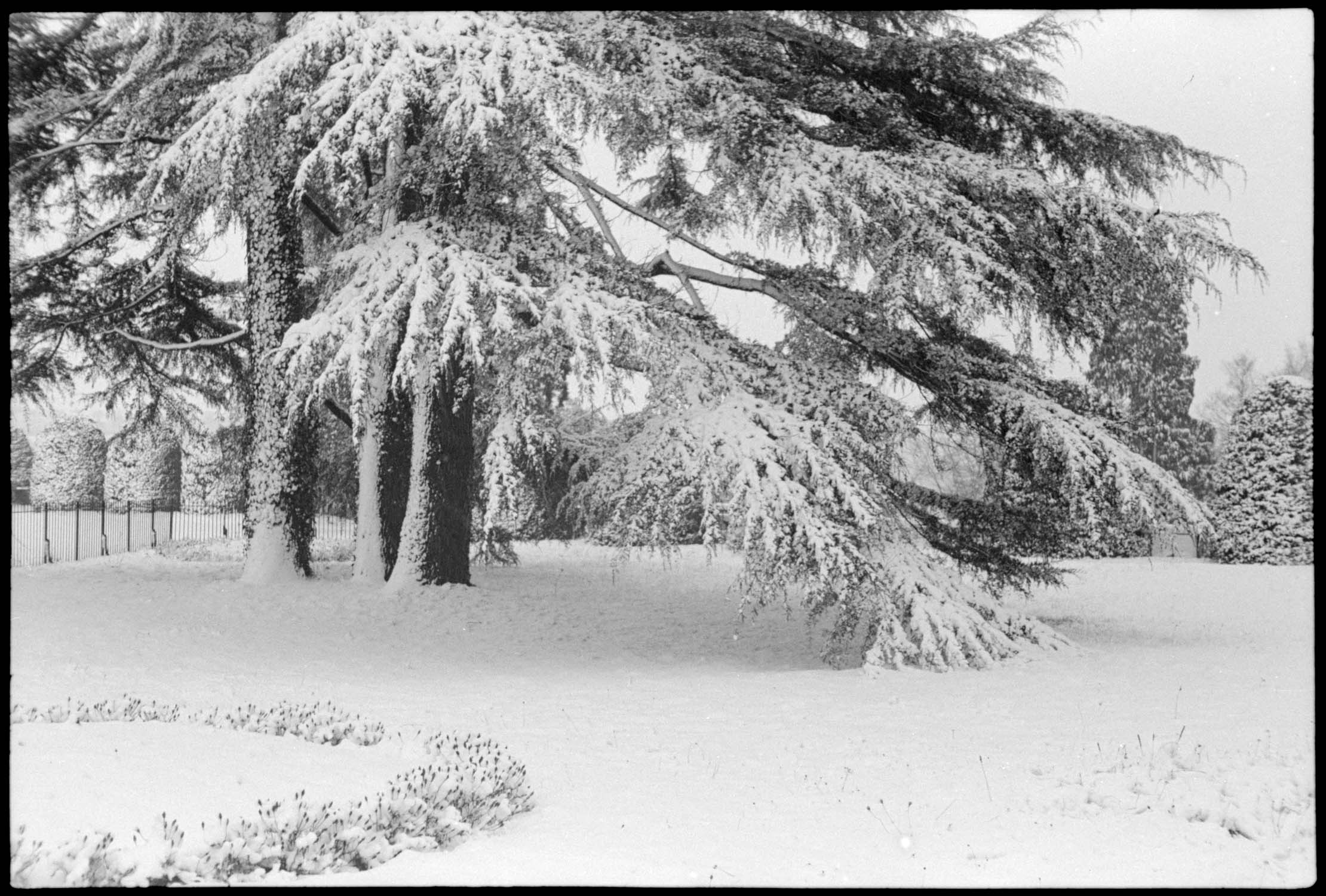 Sapin croulant sous la neige