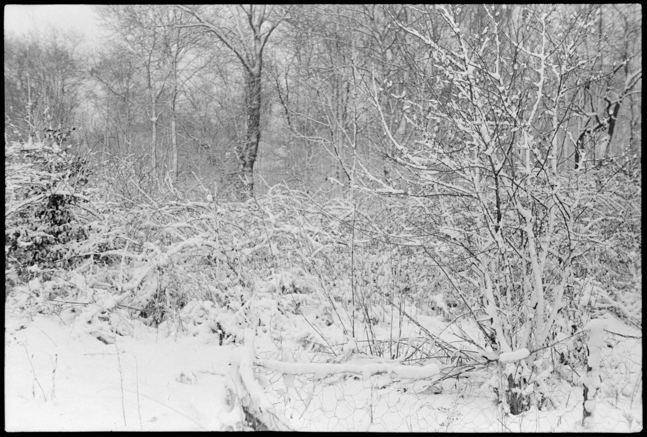 Arbustes sous la neige