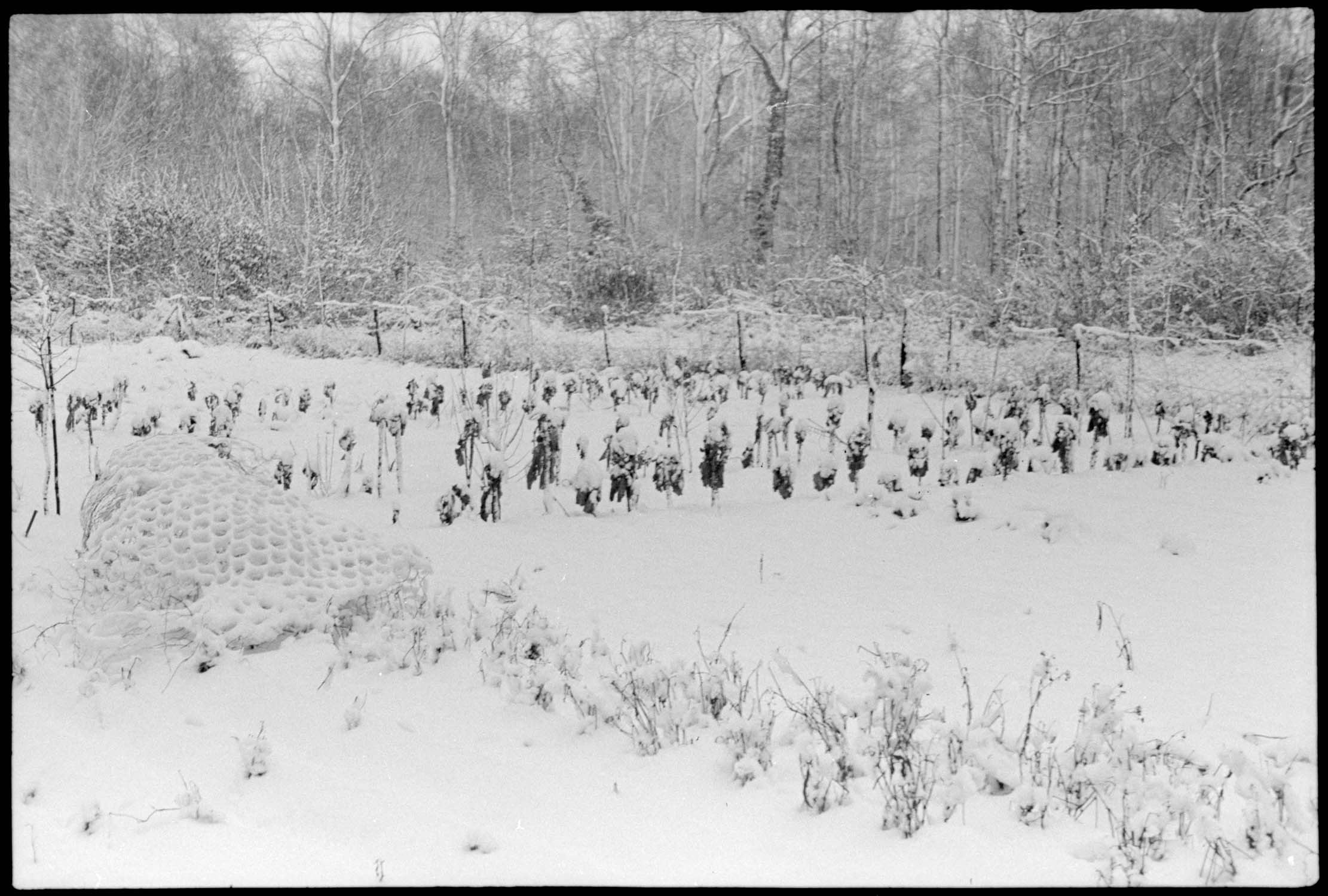 Neige : choux dans un jardin