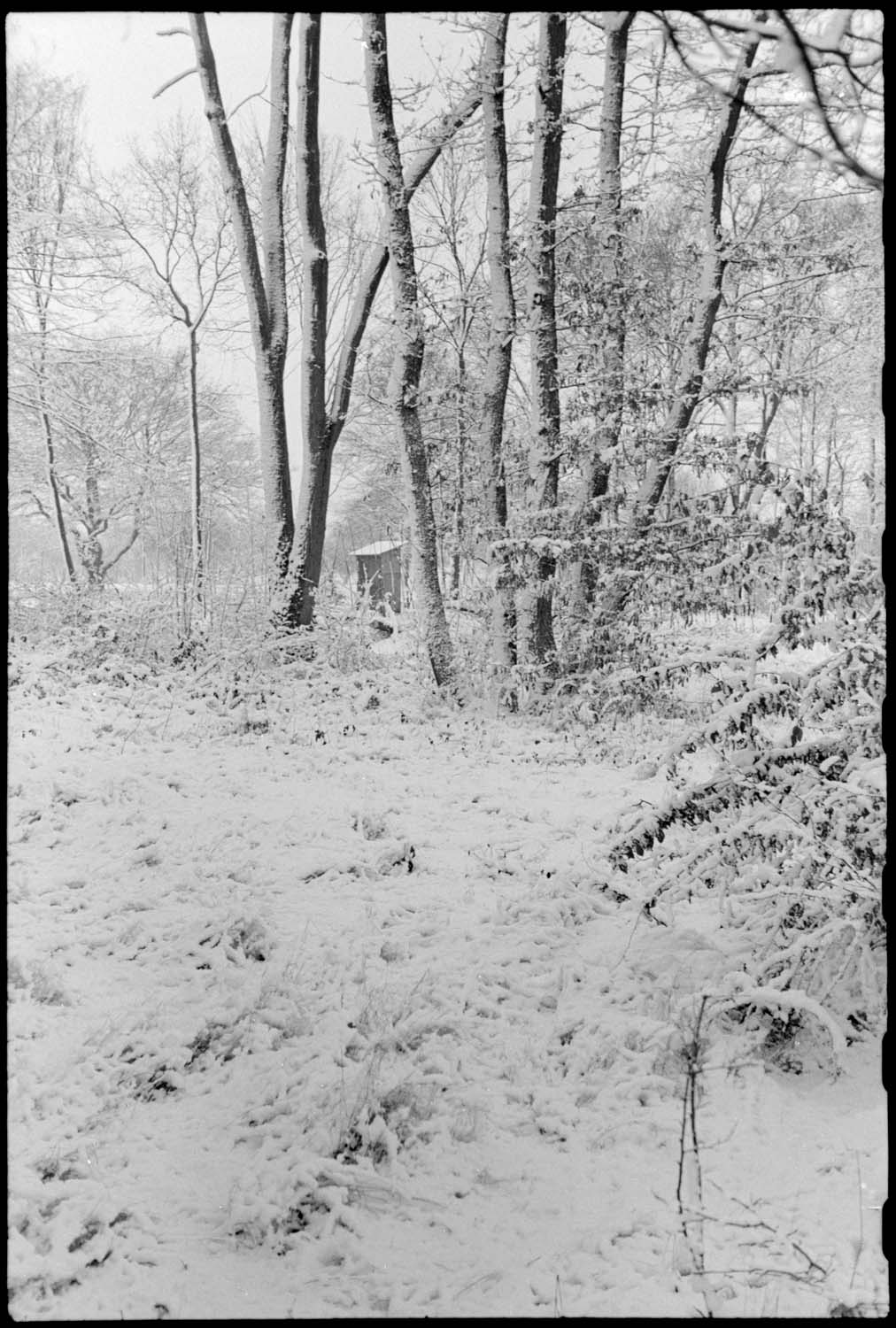 Neige : sous-bois près des jardins