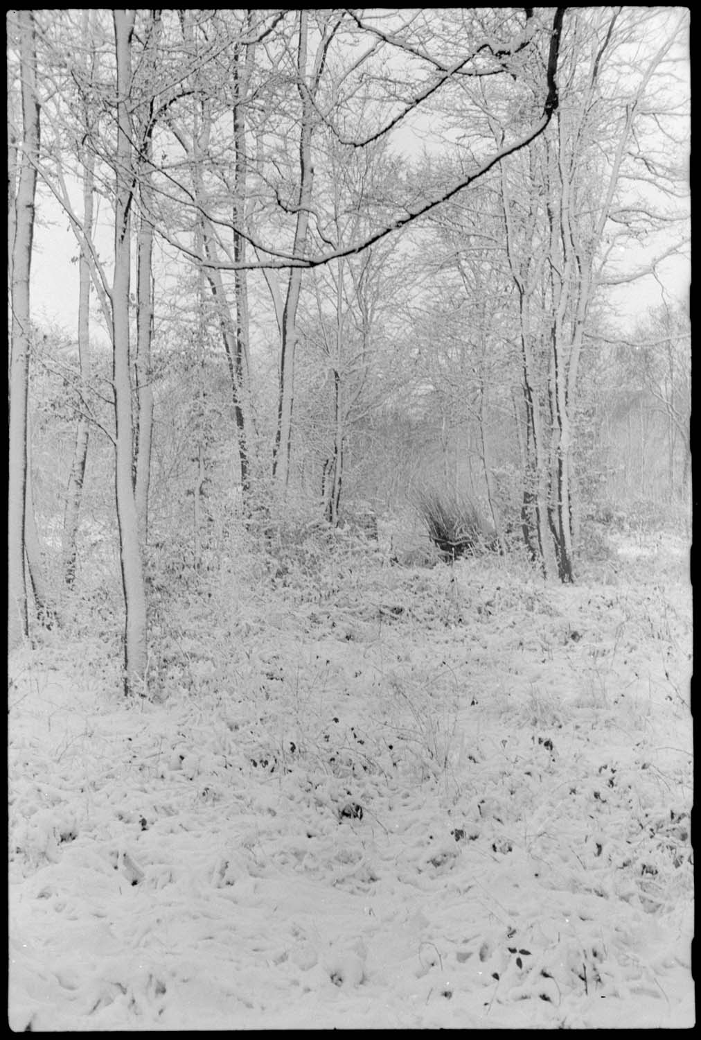 Neige : sous-bois près des jardins