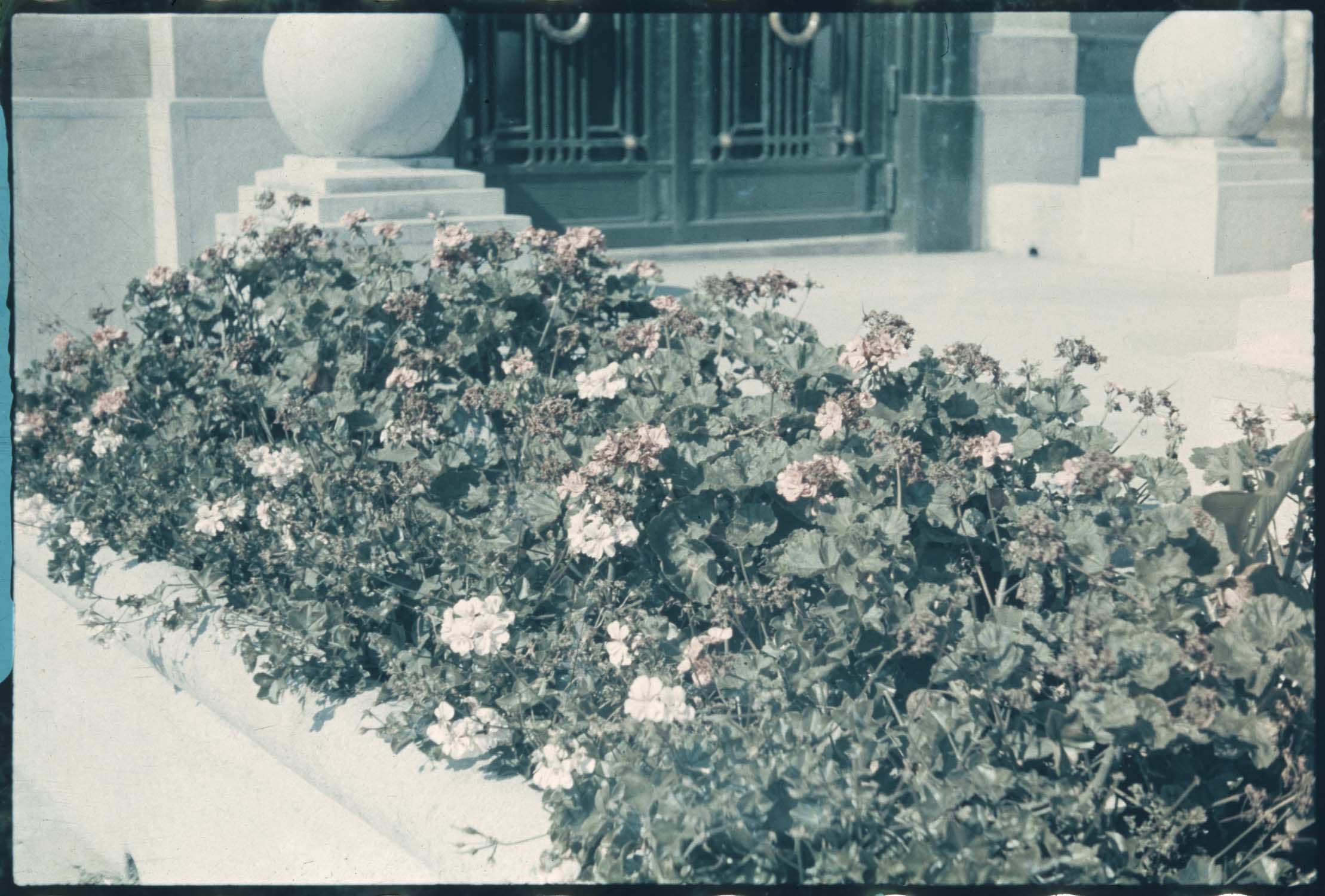 Parterre de fleurs