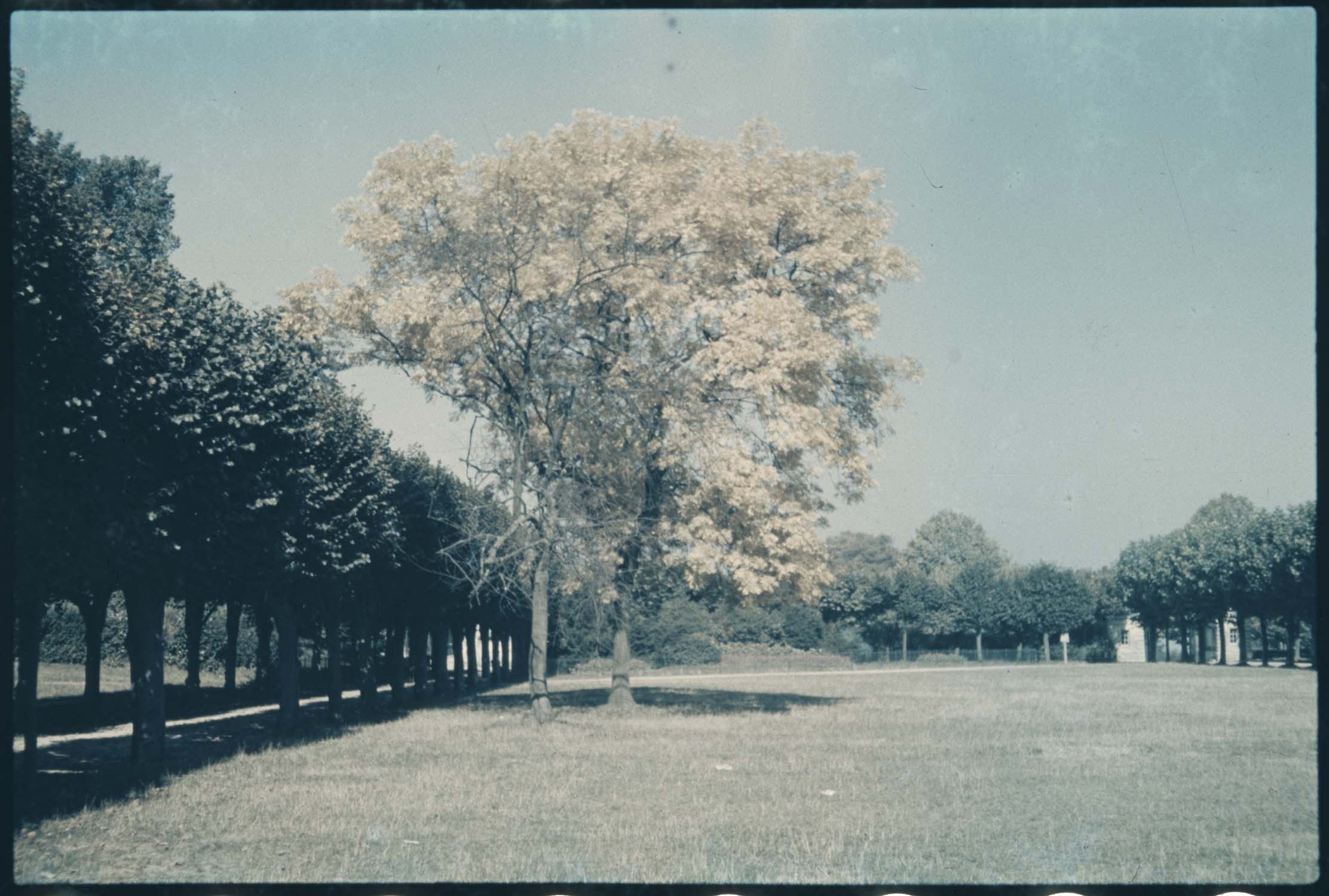 Première terrasse de l’observatoire : arbre jaune (robinier?)