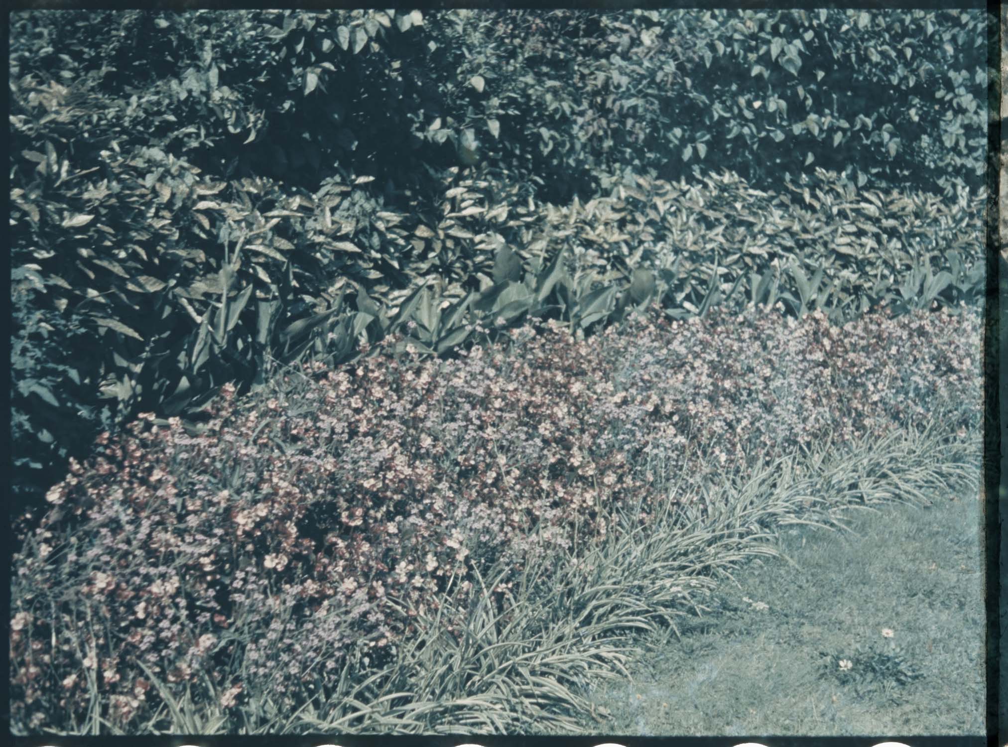 Première terrasse de l’observatoire :  bégonias