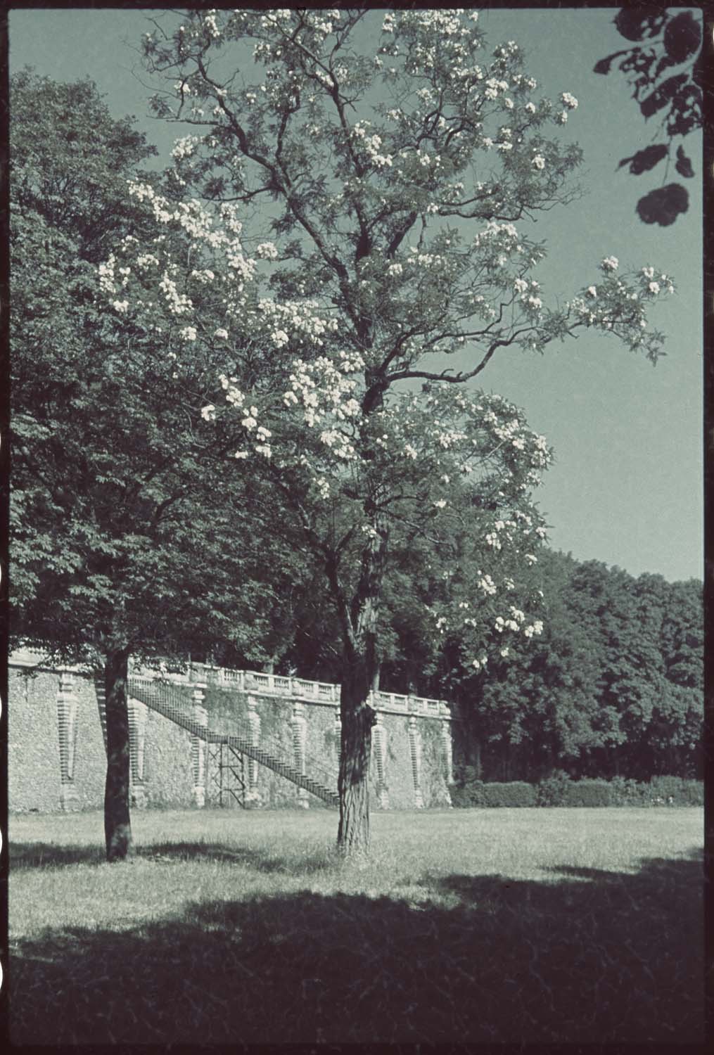 Acacia en fleur