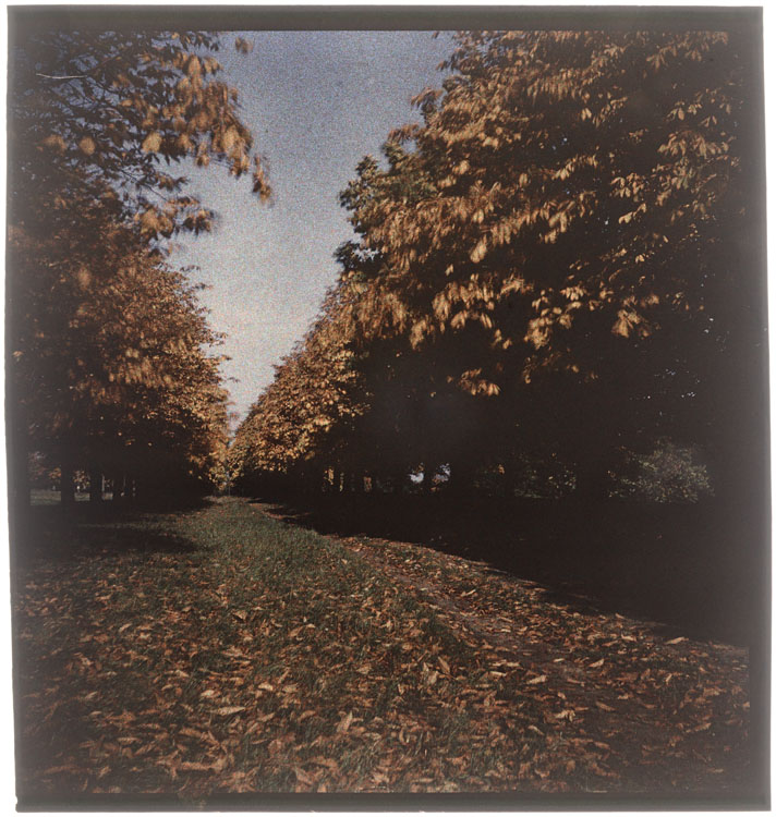 Automne : allée arborée