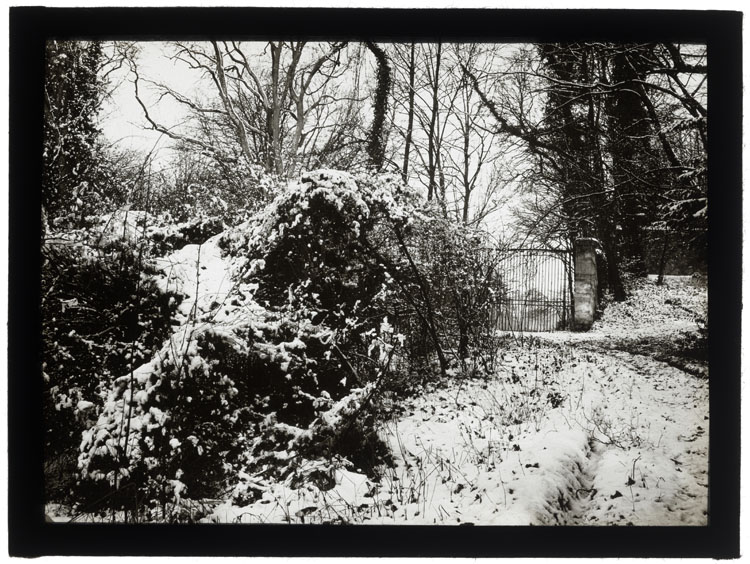 Tapis de neige dans les sous-bois