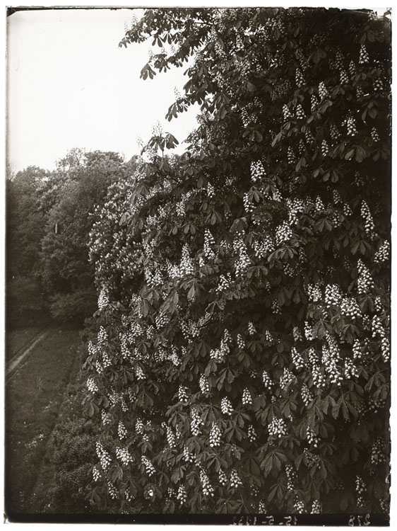 Marronniers en fleurs ; Deuxième terrasse