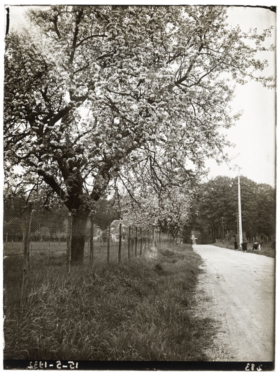 Pommier en fleurs à la ferme de Villebon