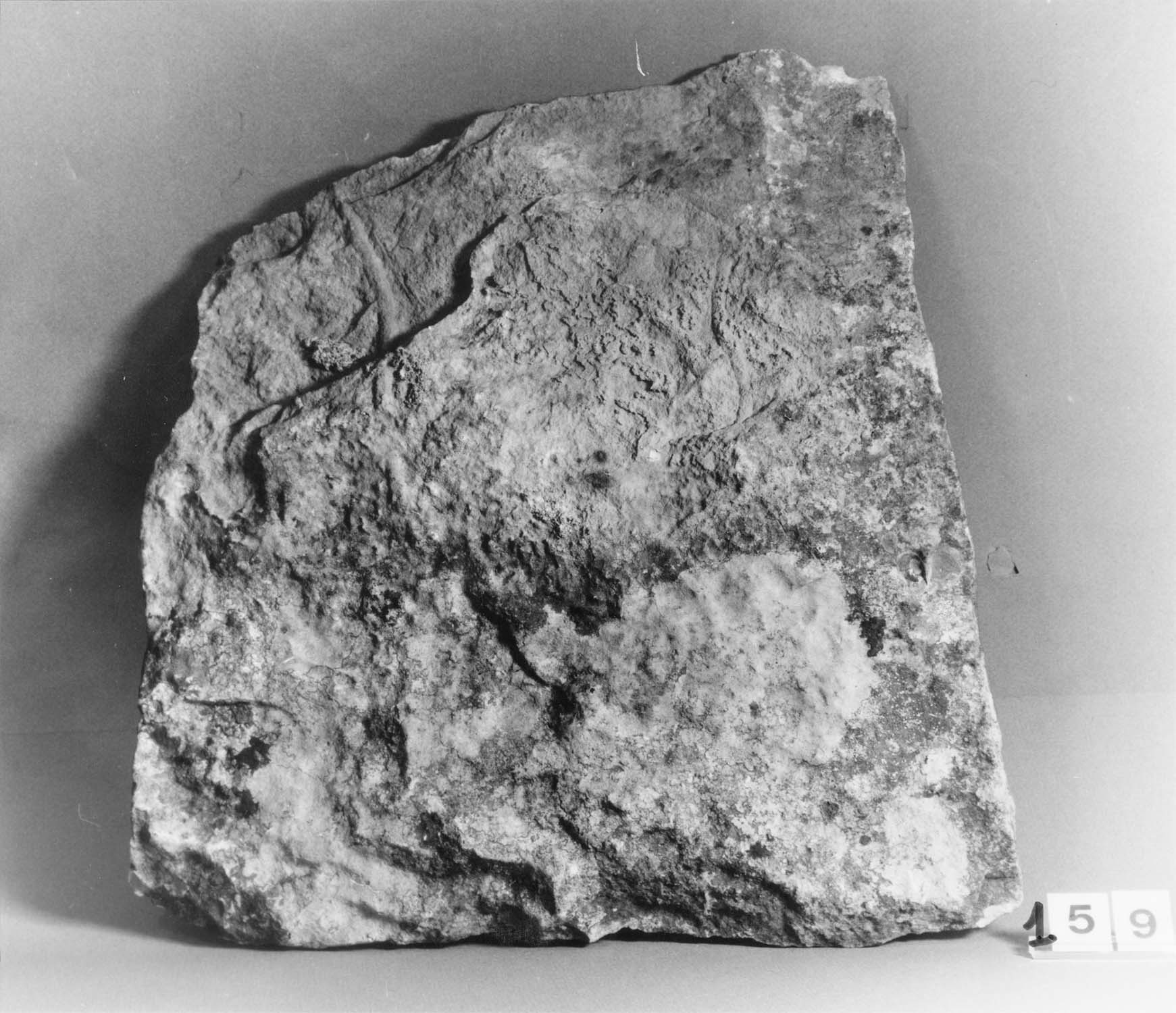 Dalle de calcaire ancienne dite lave ou platin, traces de lichen et mortier