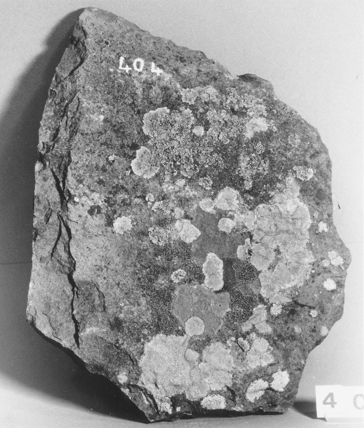 Fragment de lauze de roche volcanique
