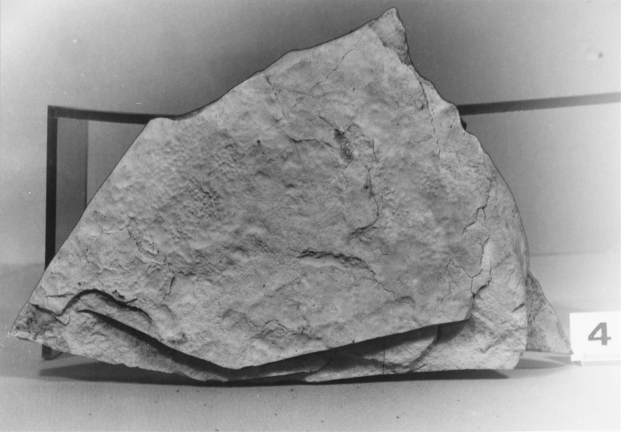 Lauze ancienne fragmentaire gris clair, calcaire des Causses