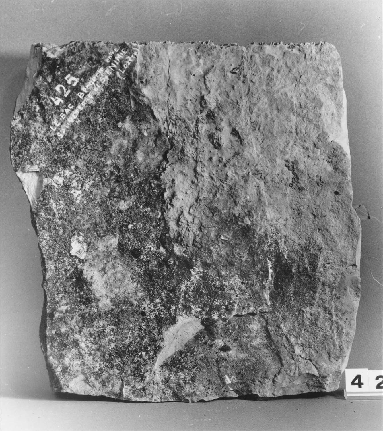 Lauze ancienne fragmentaire gris clair, calcaire des Causses