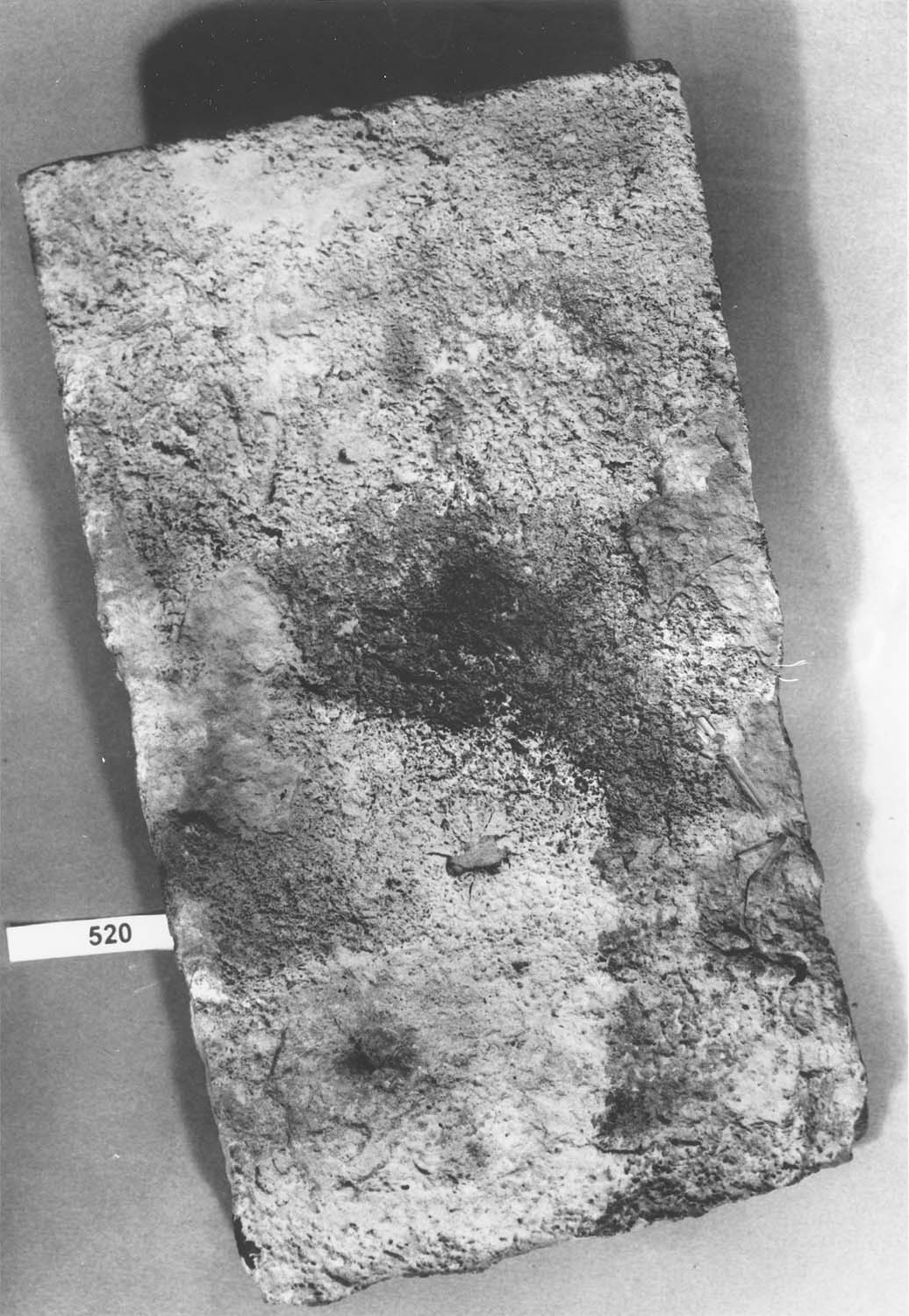 Tuile plate ancienne à tenon, avec trace de patte de chien [?]