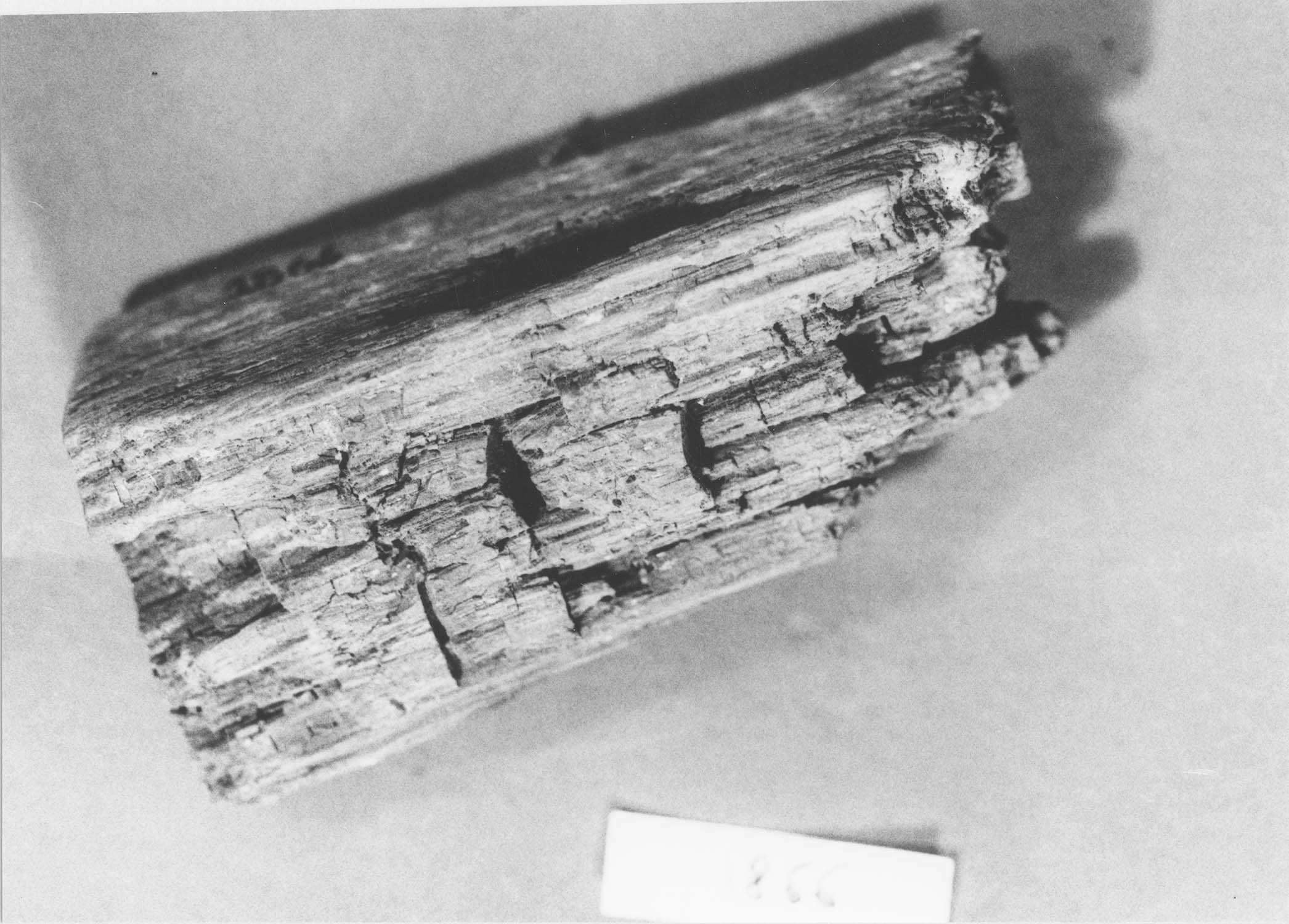 Fragment de lambris