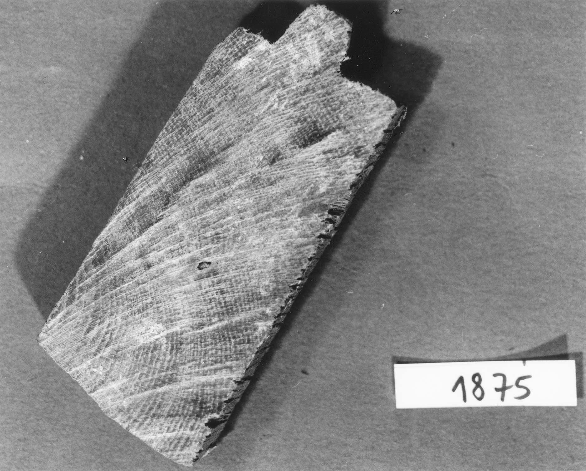 Fragment de lambris
