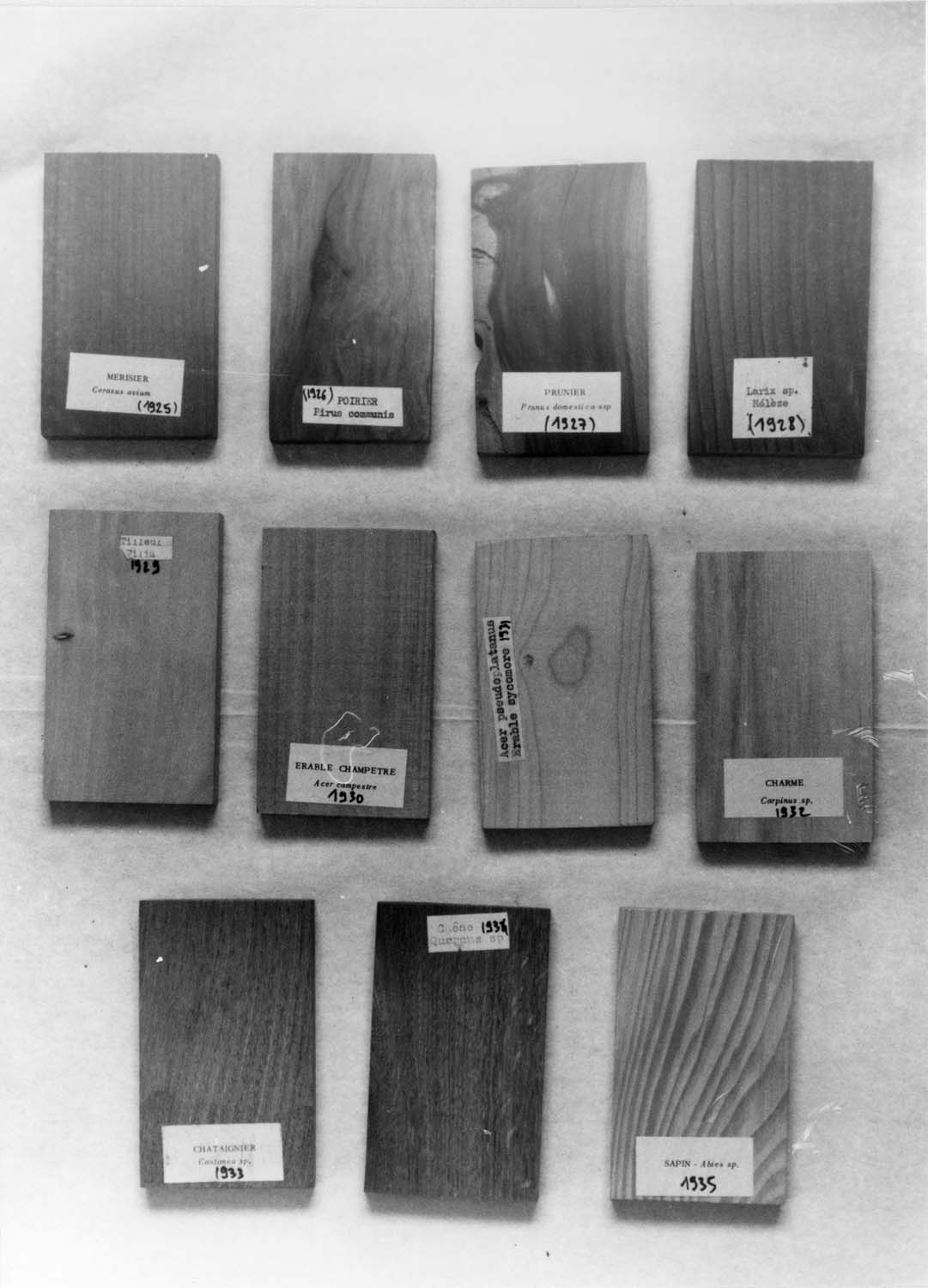 Échantillons de bois : merisier, poirier, prunier, mélèze, tilleul, érable champêtre, érable sycomore, charme, châtaignier, chêne, sapin