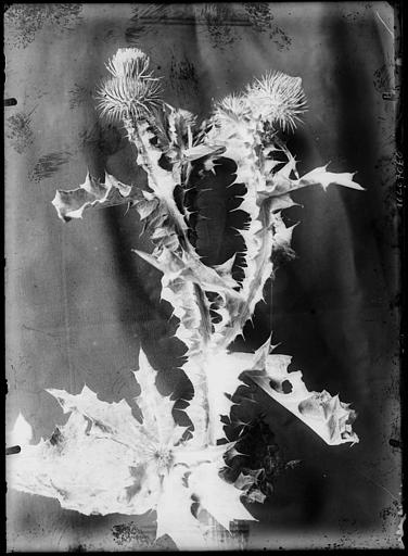 Gros plan d'une fleur, chardon