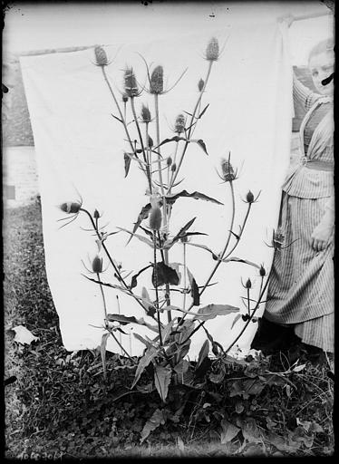 Gros plan d'une fleur, chardon
