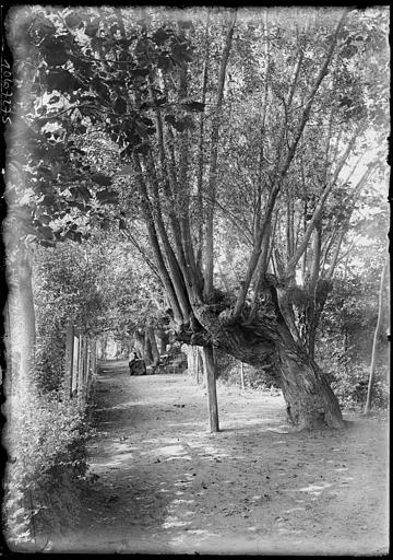 Allée dans une saulaie, plantation de saules