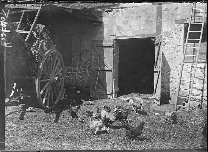 Cour de ferme : volailles, carriole
