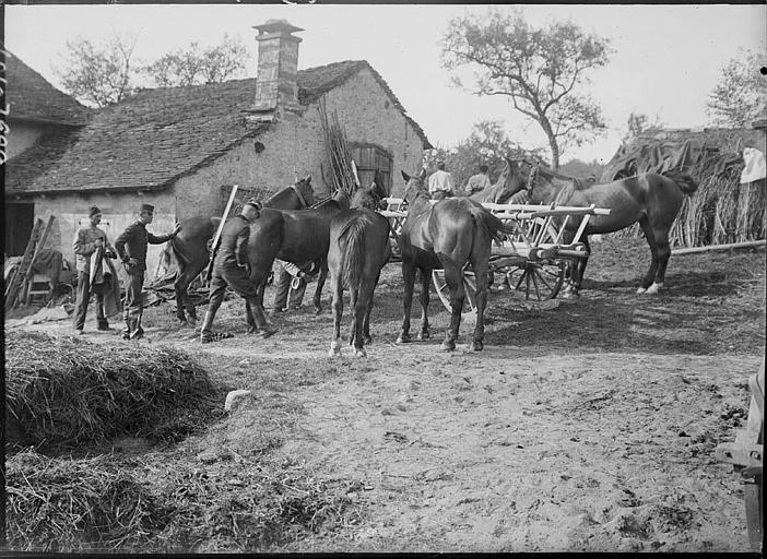 Manoeuvre de chevaux par des militaires